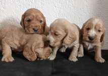 Cocker spaniel szczeniak