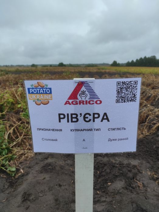 Насінєва картопля рев'єра 1 репродукції бульба, насінева картофель