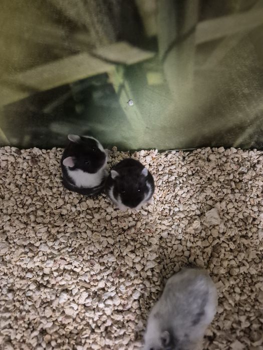 Chomik Dżungalski Kraków (Swoszowice)