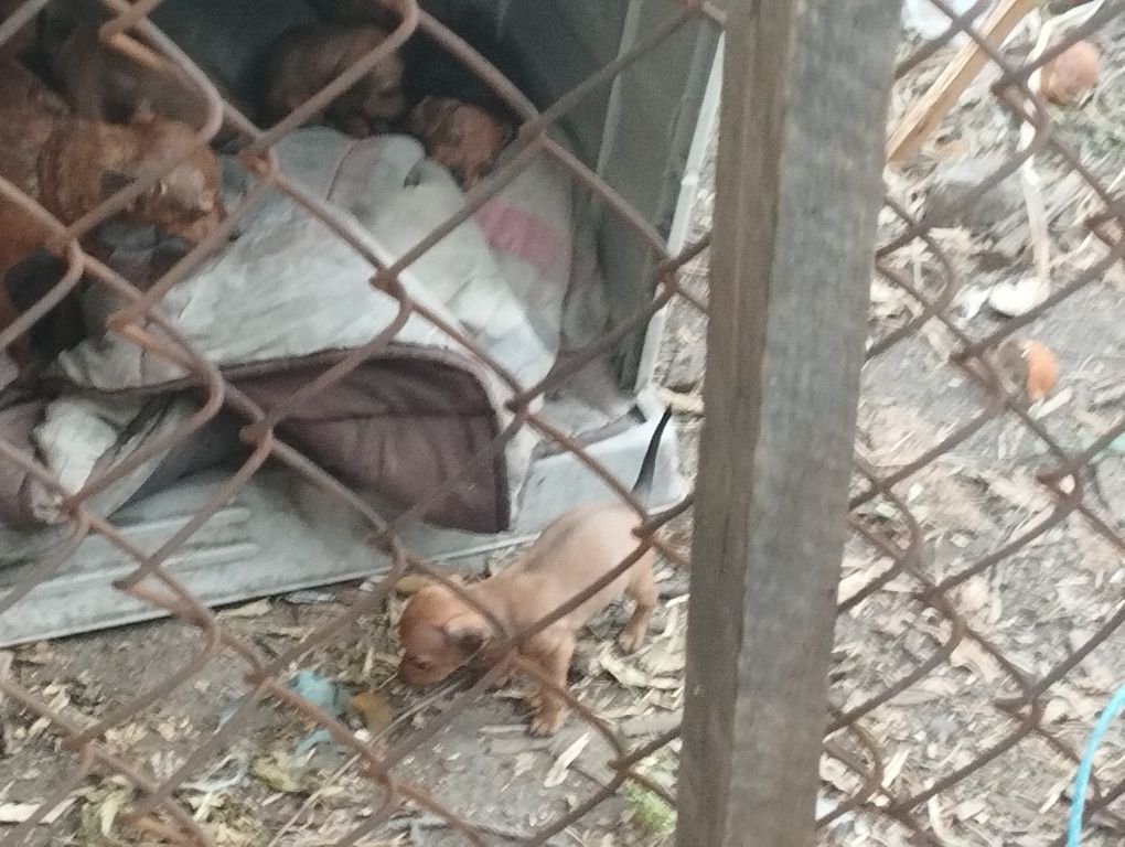 Tanho pincheres  tem 3 meses