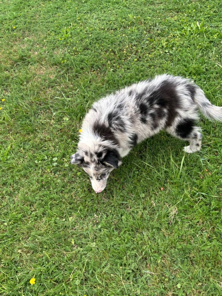 Piesek border collie (blue merle) - do odbioru