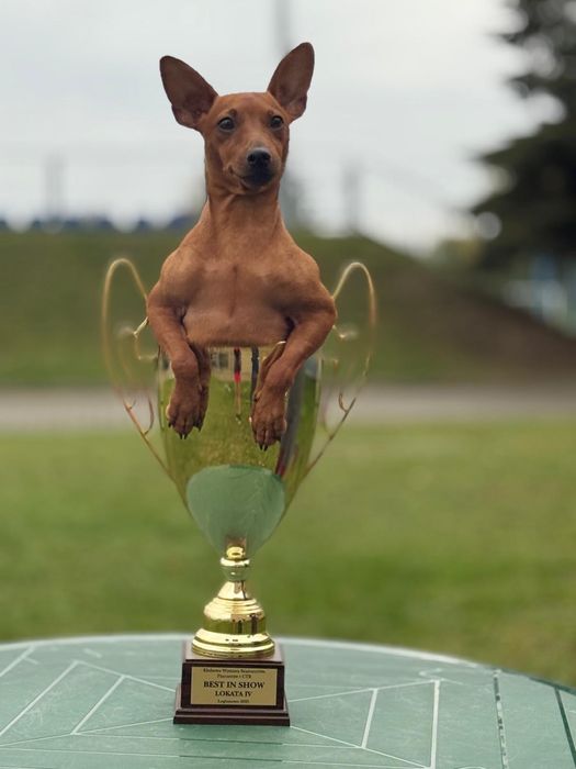 Pinczer miniaturowy FCI super piesek najlepsza Polska hodowla