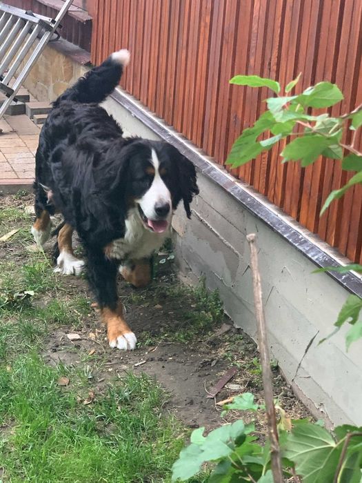 Śliczny Berneński Pies Pasterski !