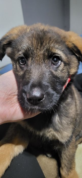 Piesek po owczarku niemieckim szuka domu