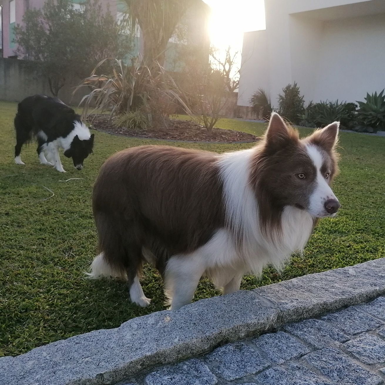 Border Collie para cruzamento