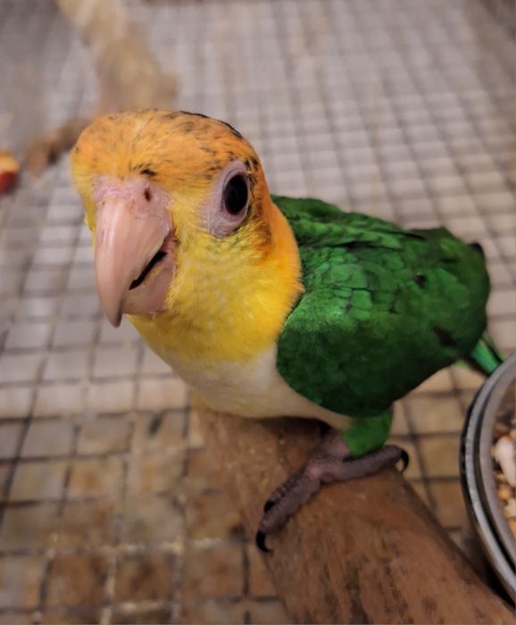 Marianhinha pata verde