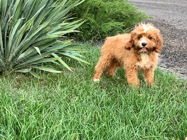 Piesek cavapoo odchowany