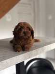 Cavapoo pudel toy szczeniak rezerwacja !!