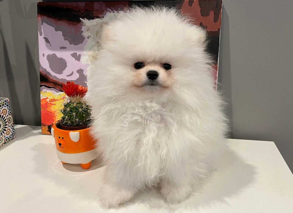 POMERANIAN - malutki,  ,drobniutki,  chłopak