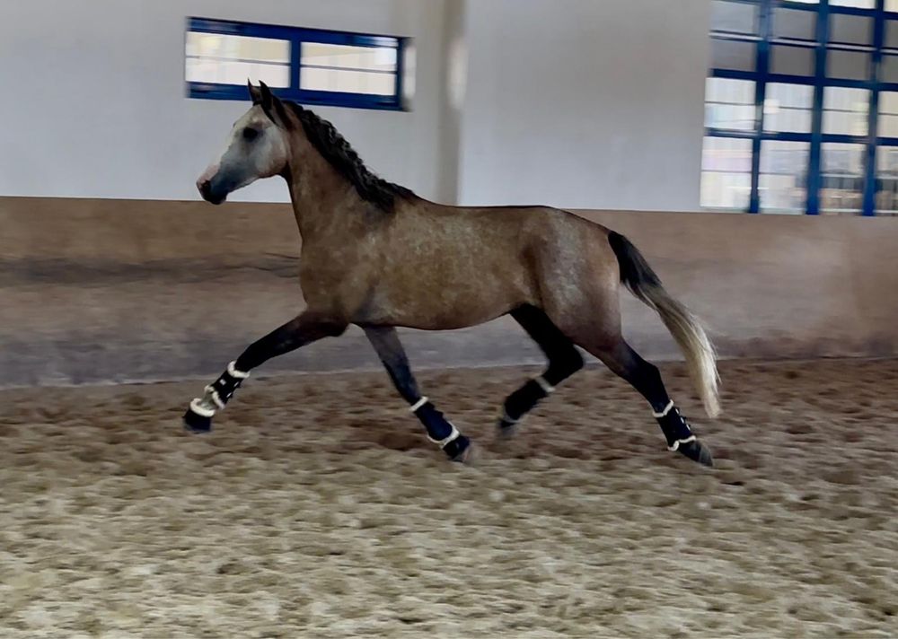 Poldro lusitano 3 anos letra S. Linha Xaquiro