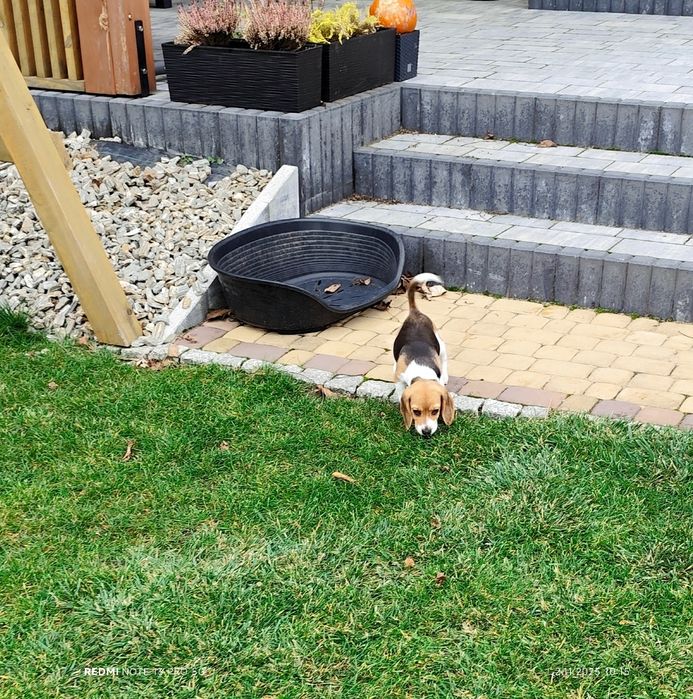 Suczka Beagle gotowa do odbioru metryka czip wyprawka 3 szczepienia
