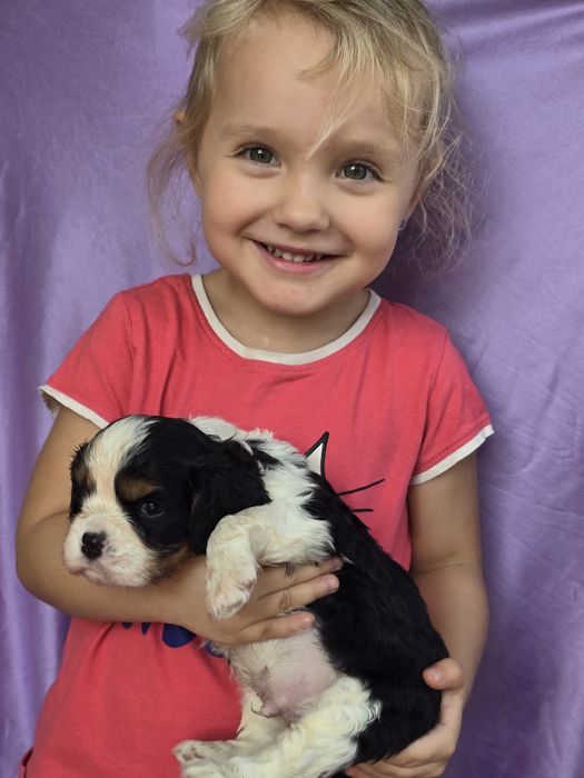 Cavalier piesek tricolor