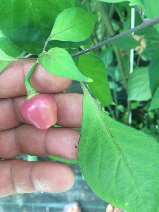 Semente de pimenta cheiro roxa