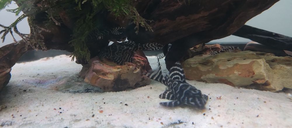 Zbrojniki L 333 bardzo ładne