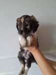 Szczniaczki po cocer spanielu