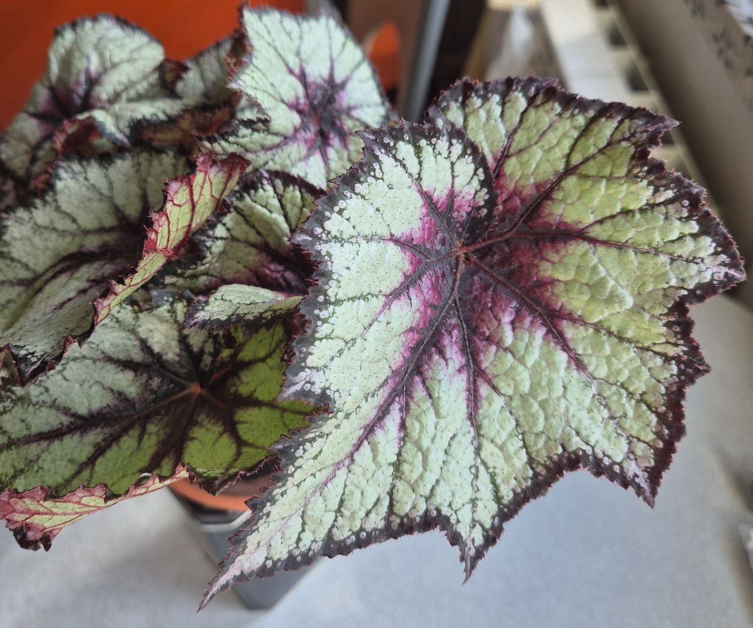 Begonia Rex Space Age Black Hole