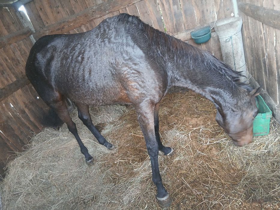 Egua psi 4 anos muito meiga