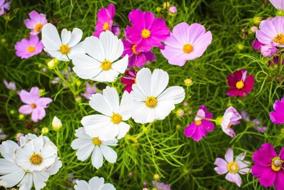 Nasionka kosmosu,  roślina miododajna, 50 nasionek, wysyłka