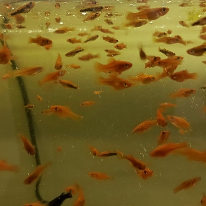 Sprzedam mieczyki młode