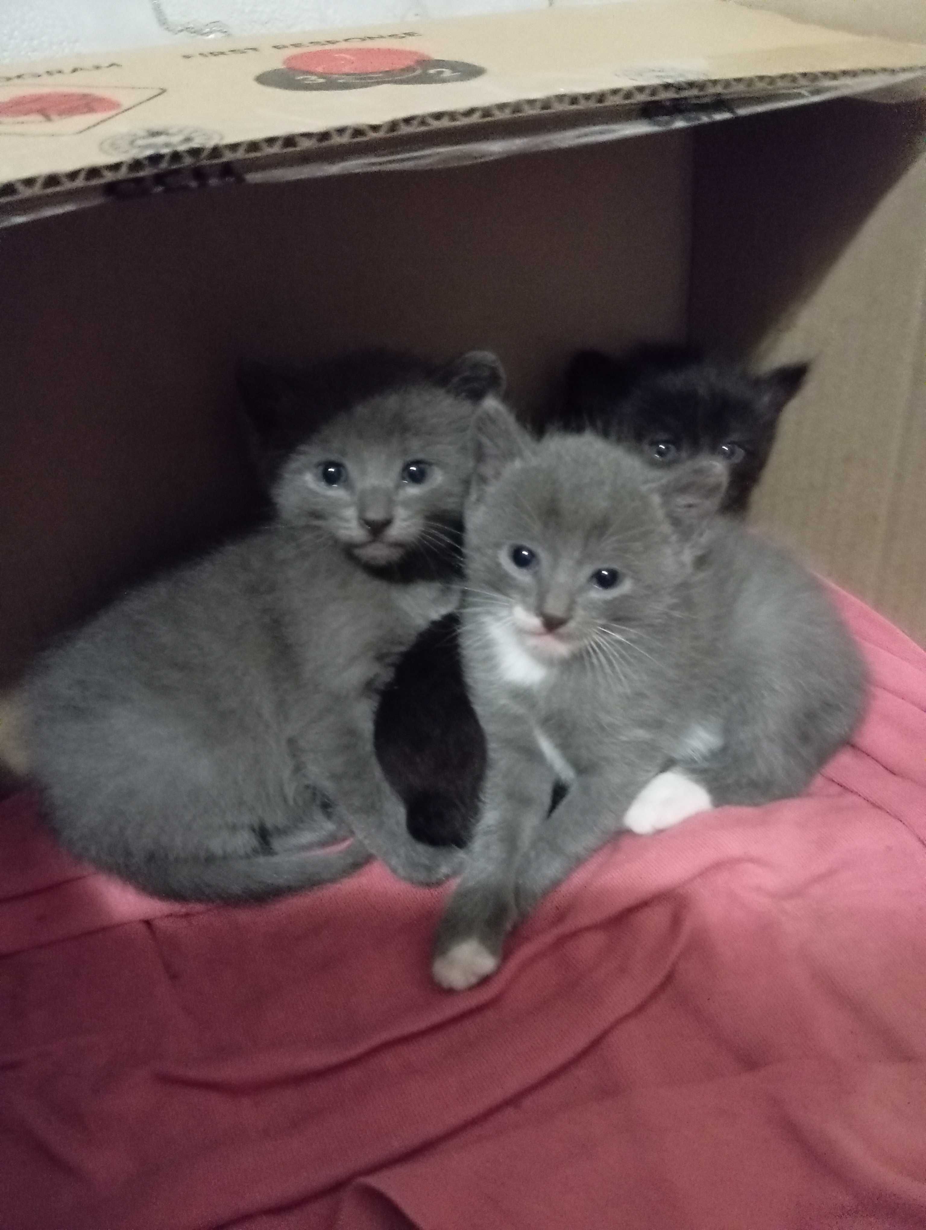 Віддам гарних котенят