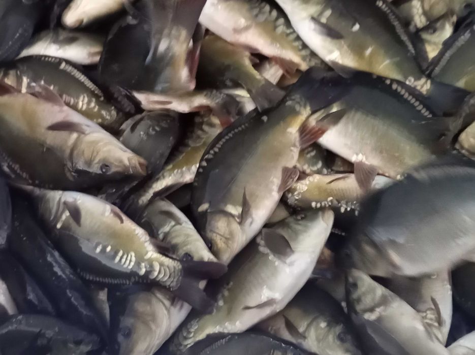 Karp narybek 8 sztuk na kg , amur lin szczupak karaś