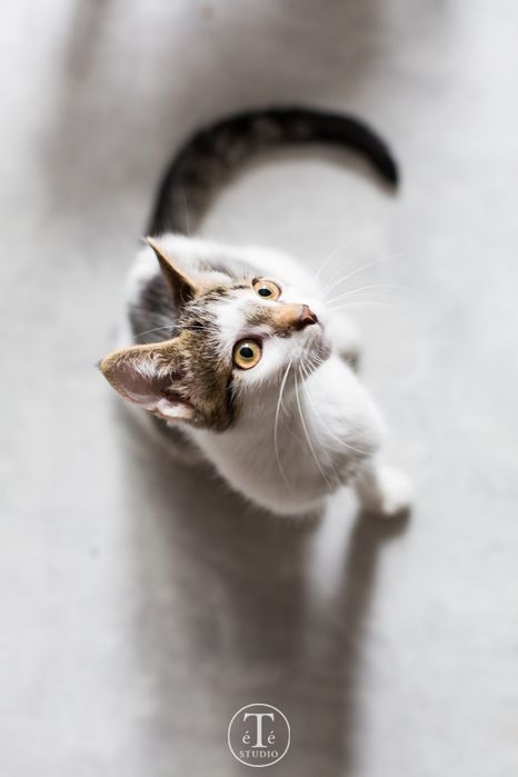 TAJA szuka kochającego domu