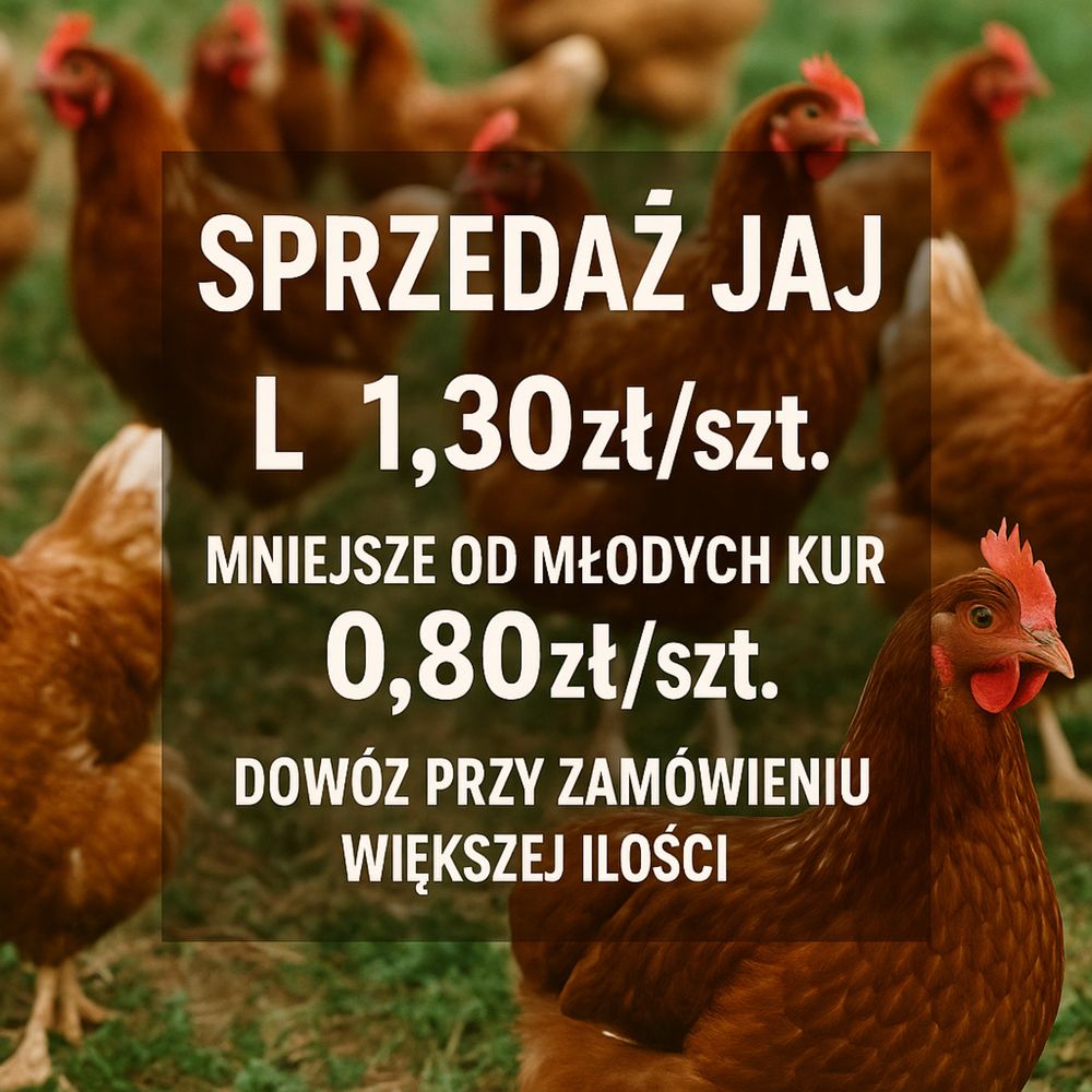 Jajka kurze swojskie