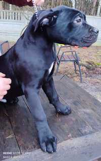 Cane Corso Italiano FCI