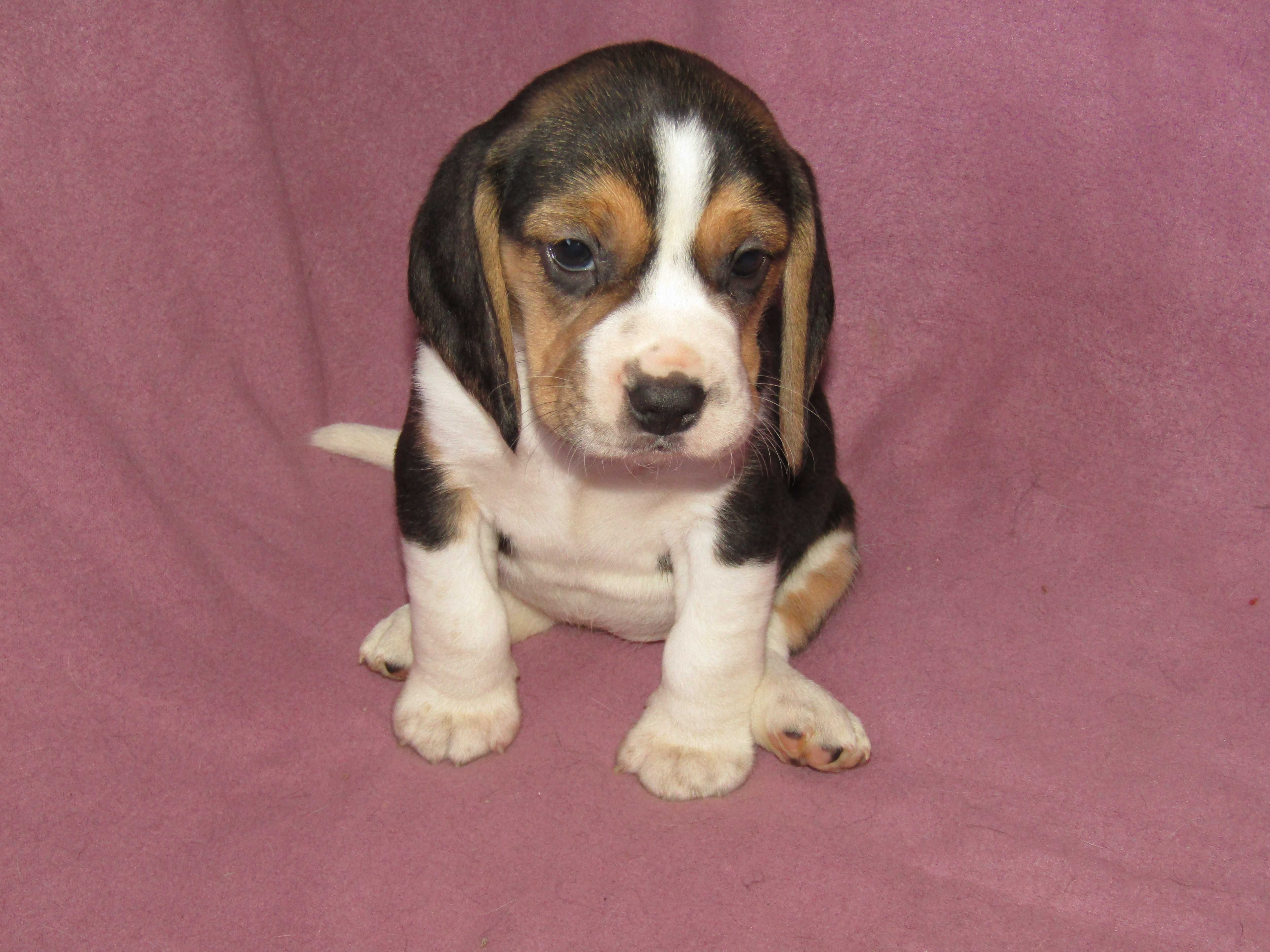 Fêmea Beagle Tricolor, LOP/Pedigree/Afixo.