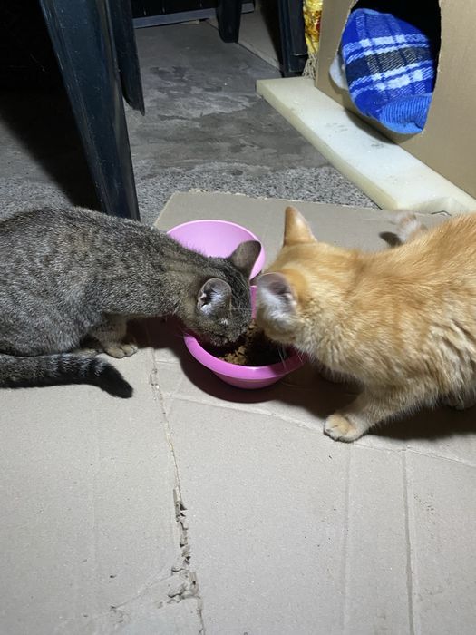 Допоможіть знайти сімʼю,викинули нелюди в такий холод