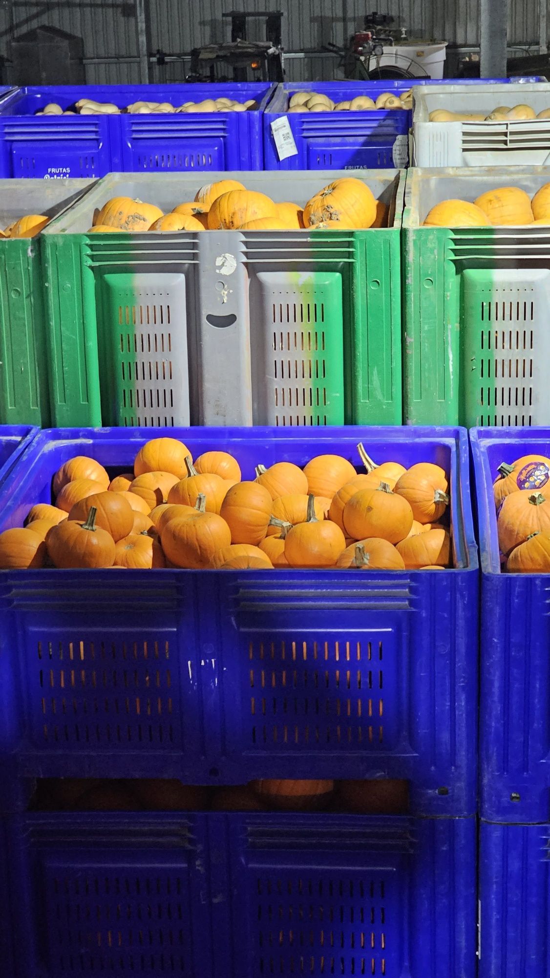 Fruta e Legumes , Comida  para Gado / Animais (Grandes quantidades)