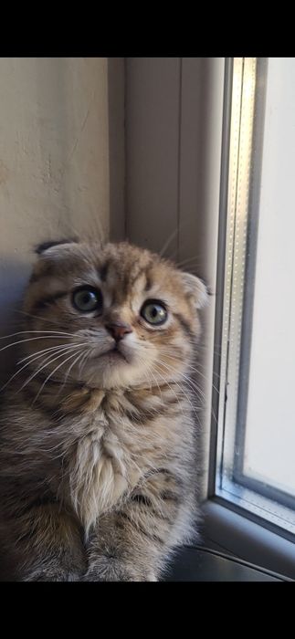 2 хлопчика   золотий и серебро