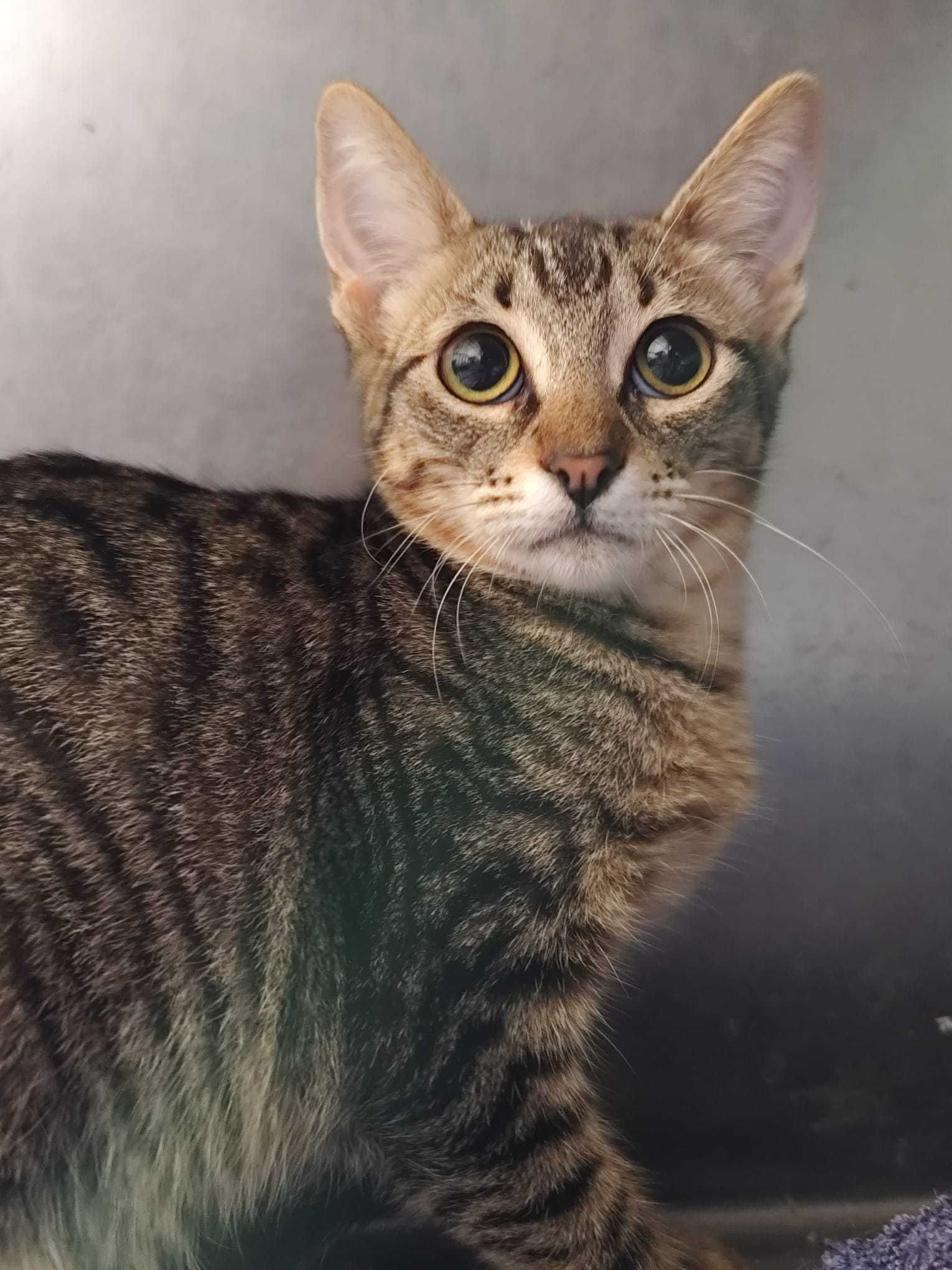 SUZUKI (Fêmea, 3 Meses e meio) Para Adoção