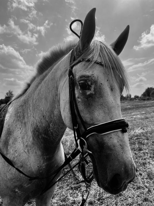 Продам Лошадь Кобыла