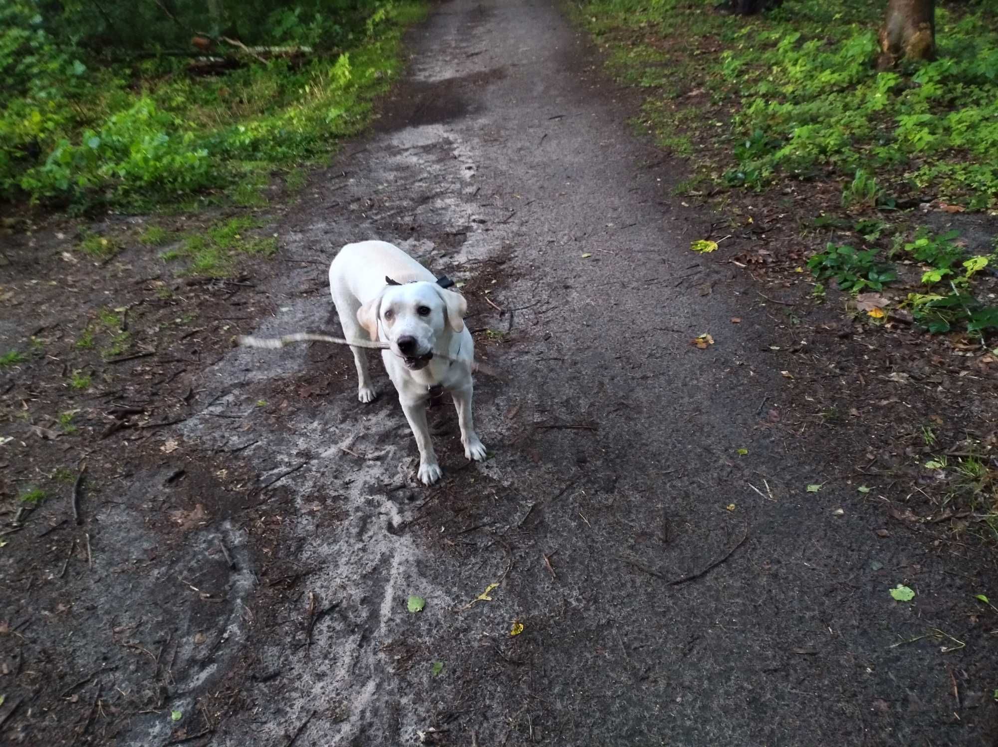 Labradorka, rodowód tylko do dobrego domu.