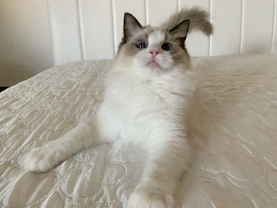 Przytulaśny Ragdoll - Stich, rodowód FPL, okolice Częstochowy
