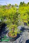 Thuja Brabant w donicy C3 mega OKAZJA