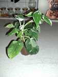 Filodendron,epipremnum,trzykrotka