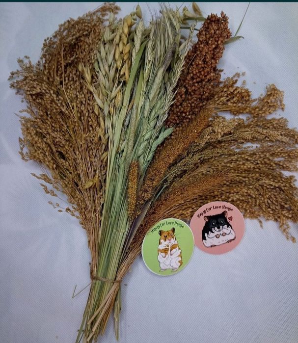 Proso,len,dari,owies i trawy