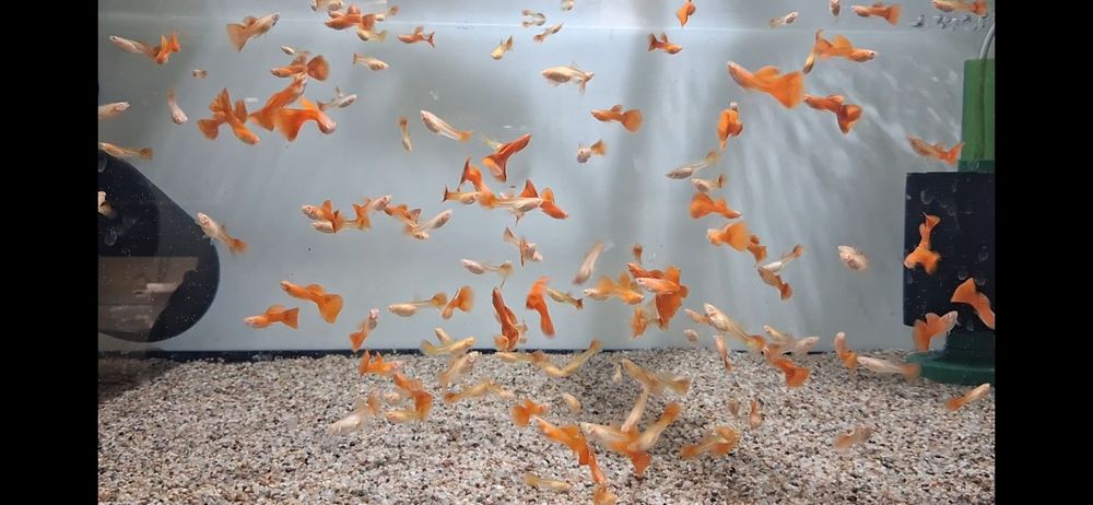 Gupik full red albino