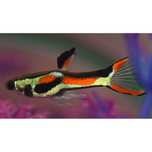Guppies endler - poecila wingei