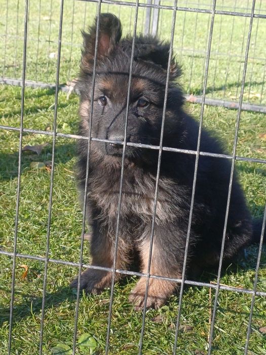 Owczarek niemiecki długowłosy