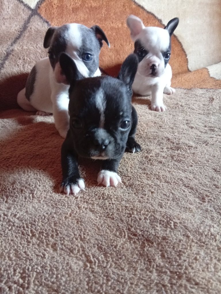Buldog francuski
