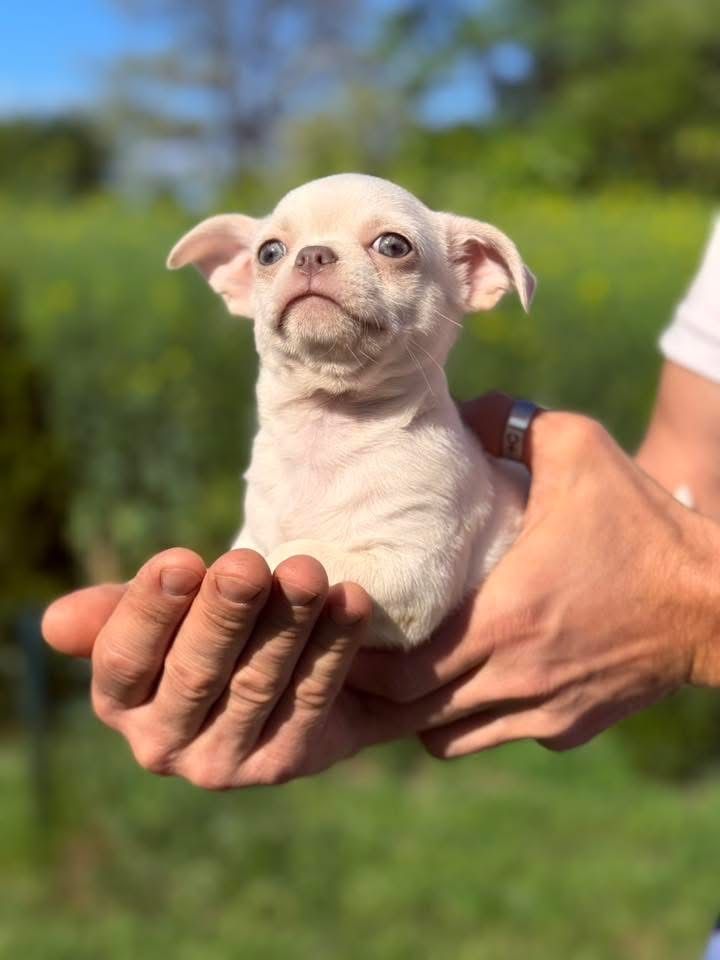 Chihuahua ALVIN bialo kremowy gotowy do odbioru