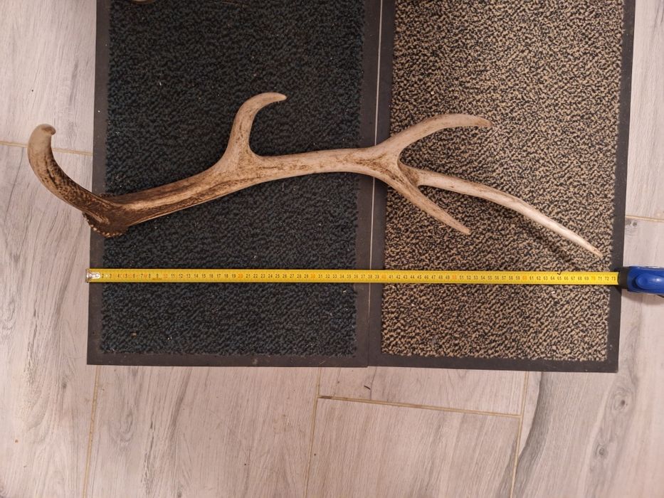 Poroże zrzut jelenia.