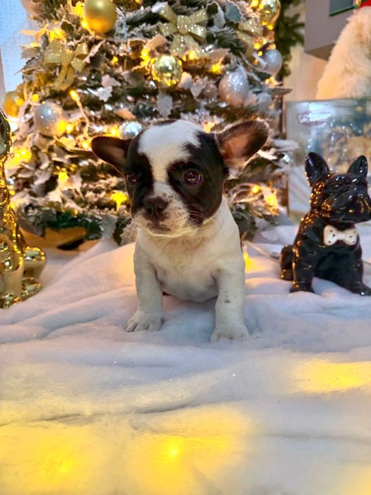 Bulldog Frances macho lindo