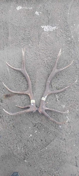 Рога оленя Благородного
