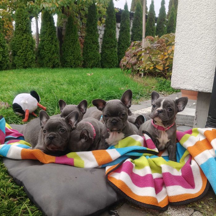 JUŻ DO ODBIORU Buldog francuski BLUE piesek niebieski szczeniak suczka