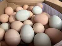 Інкубаційні яйця змішаних порід курей. Інкубаційне яйце куряче.