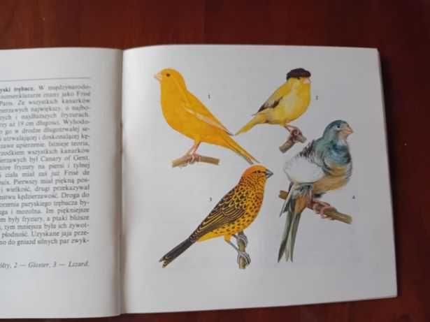 Korczak Jadwiga – Kanarki